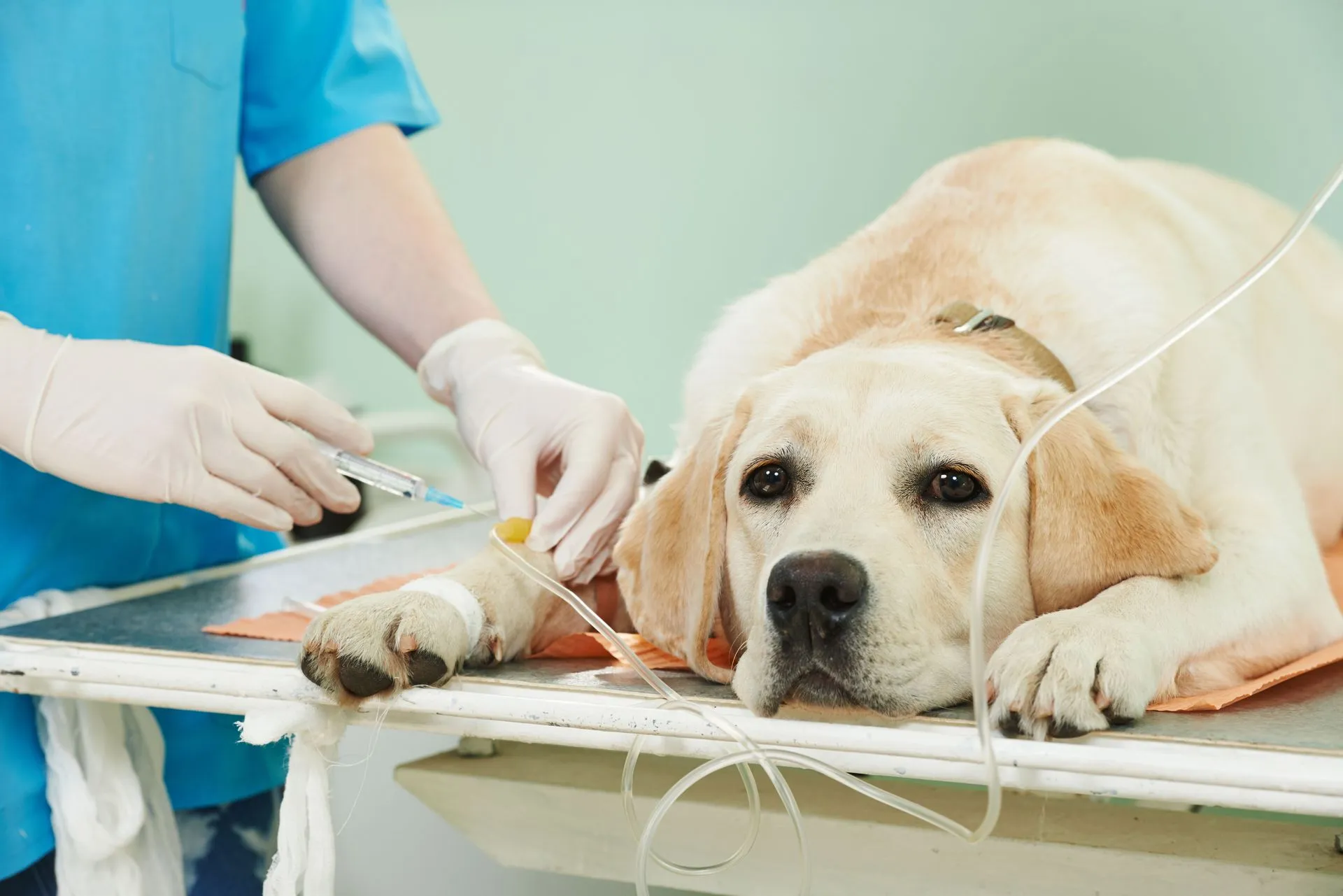 4 Pet Services Offered by Your Local Vet